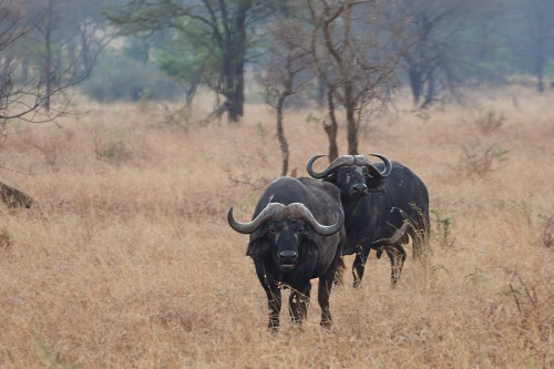 Tanzania26-0062-728.jpg