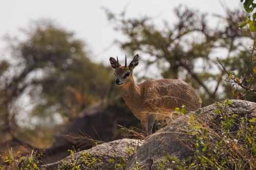 Tanzania26-0122.jpg