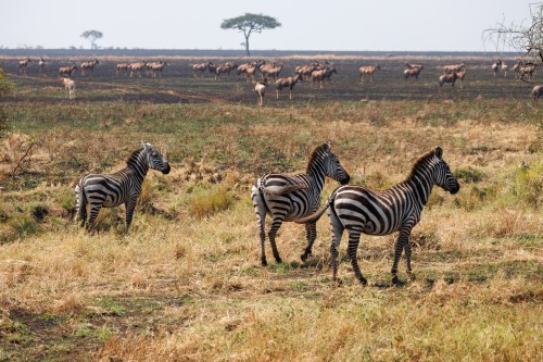 Tanzania26-0142.jpg