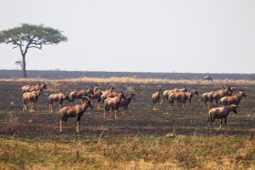 Tanzania26-0145.jpg