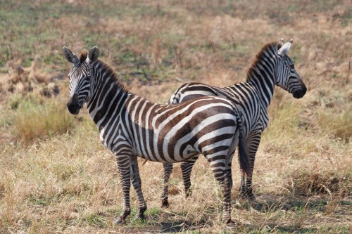 Tanzania26-0148.jpg