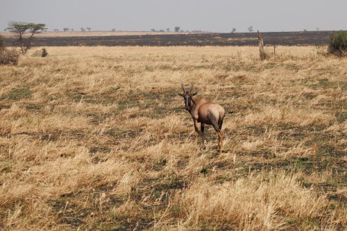 Tanzania26-0160-729.jpg
