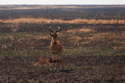 Tanzania26-0178-730.jpg