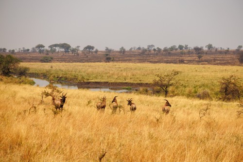 Tanzania26-0192.jpg