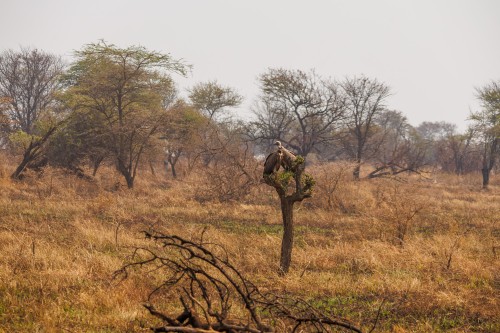 Tanzania26-0193-731.jpg