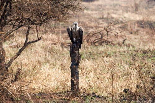 Tanzania26-0198-732.jpg