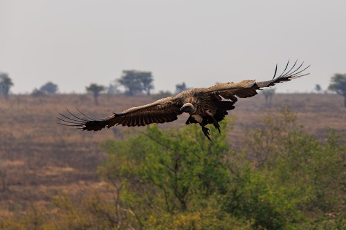 Tanzania26-0314-Mod.jpg