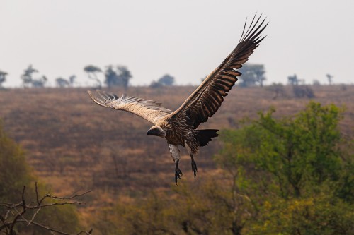 Tanzania26-0315-Mod.jpg