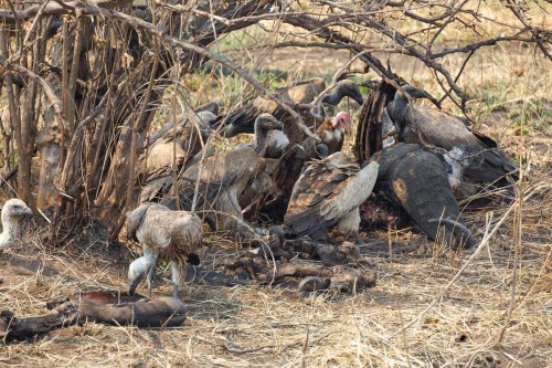 Tanzania26-0317.jpg