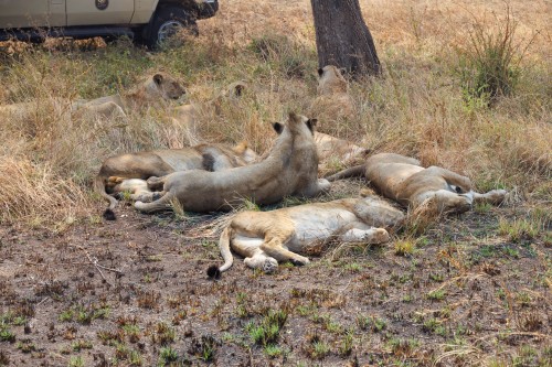 Tanzania26-0338.jpg