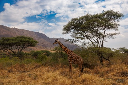 Tanzania26-0372.jpg