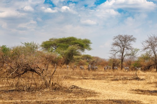 Tanzania26-0375.jpg