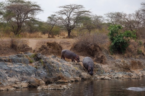 Tanzania26-0411.jpg
