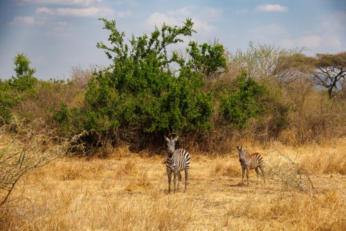 Tanzania26-0416.jpg