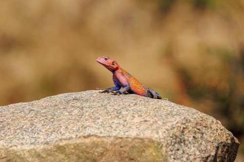 Tanzania26-0444.jpg