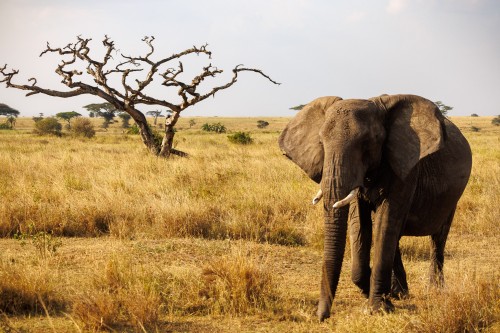 Tanzania26-0479.jpg