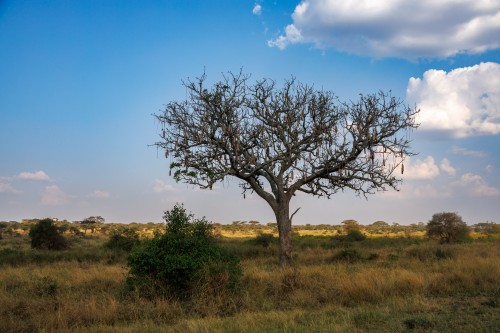 Tanzania26-0507.jpg