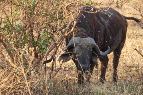 Tanzania26-0512.jpg