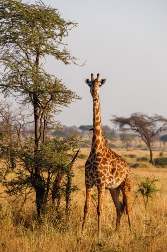 Tanzania26-0536.jpg