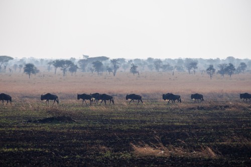 Tanzania26-0554.jpg