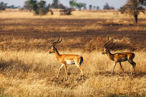 Tanzania26-0574-735.jpg