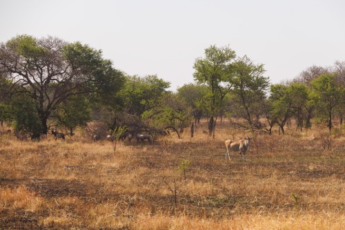 Tanzania26-0664.jpg