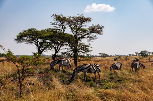 Tanzania26-0682.jpg