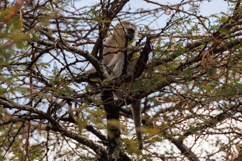 Tanzania26-0694.jpg