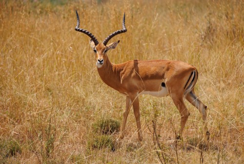 Tanzania26-0704.jpg