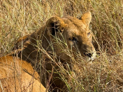 Tanzania26-5405.jpg