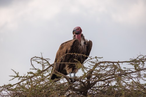 Tanzania26-9645.jpg