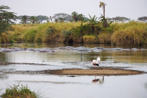 Tanzania26-9660.jpg