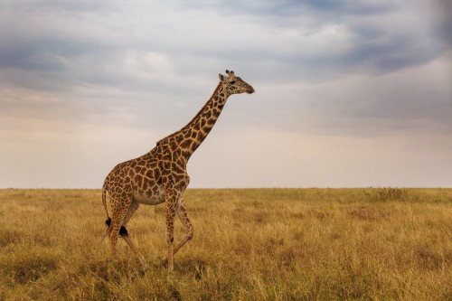 Tanzania26-9669.jpg