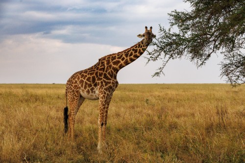Tanzania26-9673.jpg
