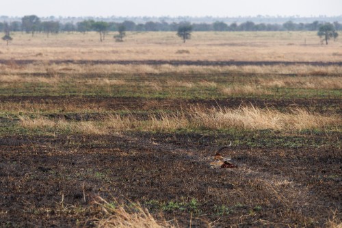 Tanzania26-9718.jpg