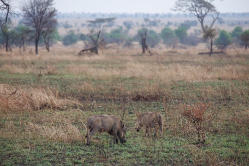 Tanzania26-9721.jpg