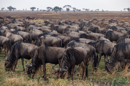 Tanzania26-9731.jpg