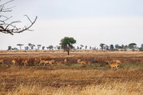Tanzania26-9738.jpg