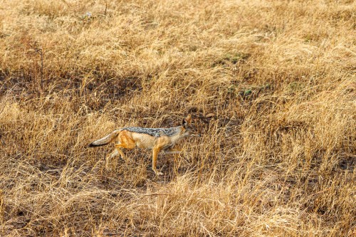 Tanzania26-9742.jpg