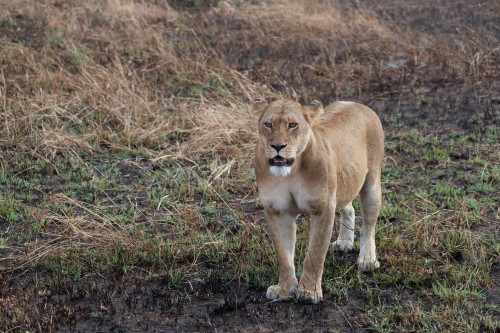 Tanzania26-9761.jpg
