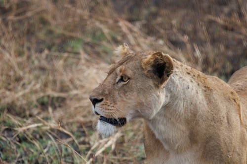 Tanzania26-9766.jpg