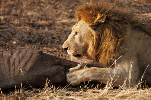Tanzania26-9793-687.jpg