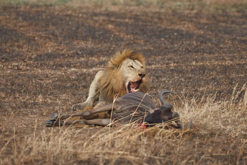 Tanzania26-9872-688.jpg