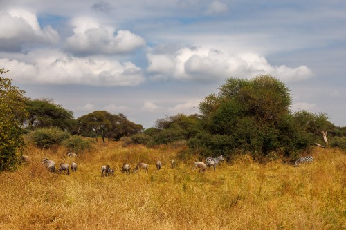 Tanzania26-1140.jpg