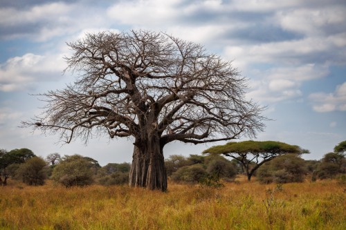 Tanzania26-1146.jpg
