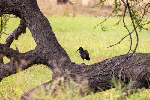 Tanzania26-1161-737-738.jpg