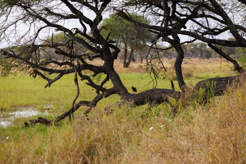 Tanzania26-1162.jpg