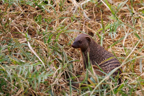 Tanzania26-1167-739.jpg