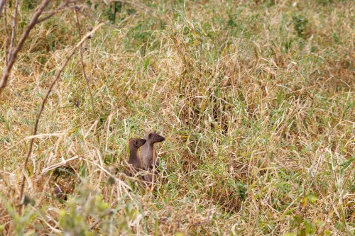 Tanzania26-1177-740.jpg
