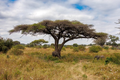 Tanzania26-1199.jpg